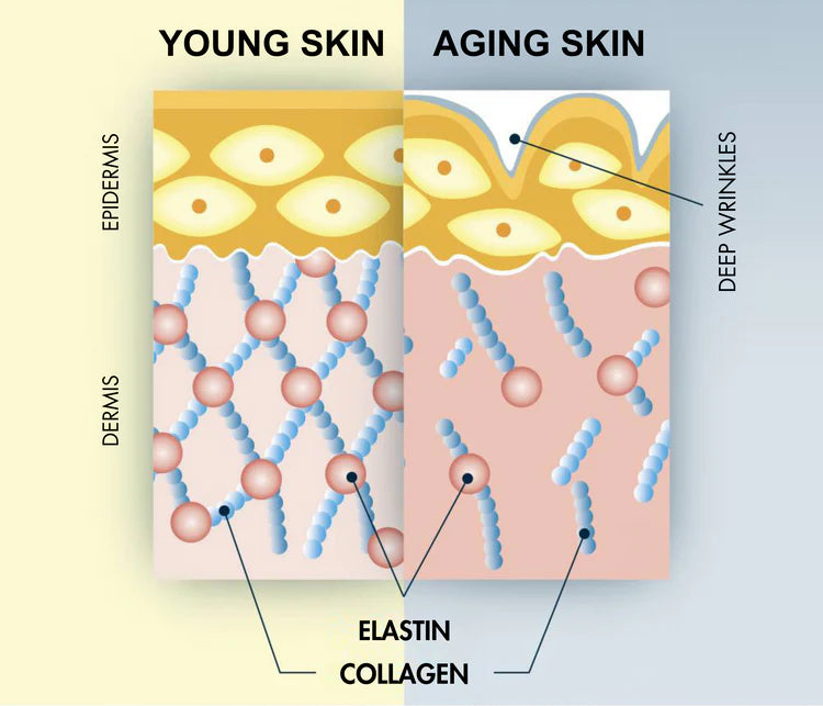 Collagen_Elastin_Under-Eye.png